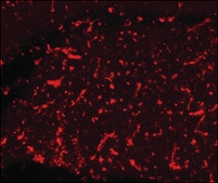 Anti-Vimentin antibody, Mouse monoclonal clone V9, purified from hybridoma cell culture