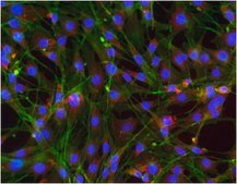 Anti-GAPDH Antibody, clone 6C5, Alexa Fluor™ 647 conjugate clone 6C5, from mouse, ALEXA FLUOR™ 647