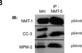 Anti-phospho-Ser/Thr-Pro MPM-2 Antibody clone MPM-2, Upstate®, from mouse