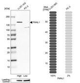 Anti-FMNL1 antibody produced in rabbit Prestige Antibodies® Powered by Atlas Antibodies, affinity isolated antibody, buffered aqueous glycerol solution