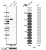 Anti-CD44 antibody produced in rabbit Prestige Antibodies® Powered by Atlas Antibodies, affinity isolated antibody, buffered aqueous glycerol solution