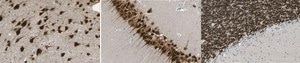 Anti-Fox-3 Antibody from rabbit, purified by affinity chromatography