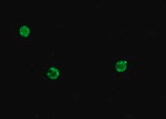 Anti-Mouse IgG (Fab specific)−FITC antibody produced in goat affinity isolated antibody, buffered aqueous solution