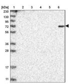 抗DTL抗体 ウサギ宿主抗体 Prestige Antibodies® Powered by Atlas Antibodies, affinity isolated antibody, buffered aqueous glycerol solution