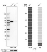 Anti-PVR antibody produced in rabbit Prestige Antibodies® Powered by Atlas Antibodies, affinity isolated antibody, buffered aqueous glycerol solution