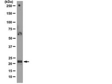Anti-ASC Antibody, clone 2EI-7 clone 2EI-7, from mouse