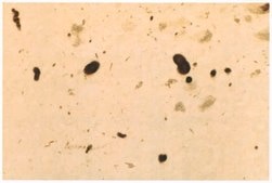 Anti-Synuclein α Antibody serum, Chemicon®