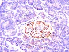 Anti-Insulin Antibody, clone E11D7 clone E11D7, from mouse
