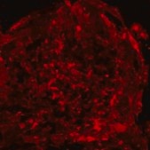 Milli-Mark Anti-SSEA-4-PE Antibody, clone MC-813-70 clone MC-813-70, Milli-Mark®, from mouse