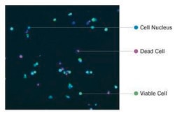 Cell Viability Imaging Kit 5x96