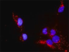 Monoclonal Anti-PTEN antibody produced in mouse clone 2G9, purified immunoglobulin, buffered aqueous solution