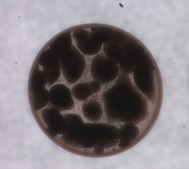 Cell-in-a-Box® Cell Encapsulation Kit