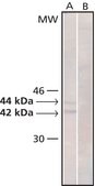 Monoclonal Anti-MAP Kinase, Activated (Diphosphorylated ERK-1&amp;2) antibody produced in mouse clone MAPK-YT, ascites fluid