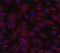 Anti-ERGIC-53/p58 antibody produced in rabbit affinity isolated antibody, buffered aqueous solution