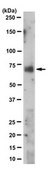 Anti-Ephrin-B2 Antibody clone 10H1.1, from mouse