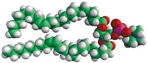 24:1 (Cis) PC Avanti Research™ - A Croda Brand
