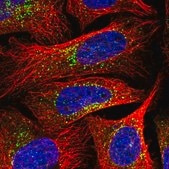 Anti-SEC23IP antibody produced in rabbit Prestige Antibodies® Powered by Atlas Antibodies, affinity isolated antibody