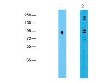 Anti-EZH2 Antibody serum, Upstate®