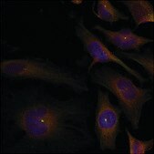 Anti-CCFL1/CFL2 (Ab-88) antibody produced in rabbit affinity isolated antibody