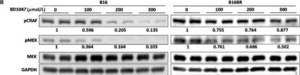 モノクロナール抗GAPDH−ペルオキシダーゼ マウス宿主抗体 clone GAPDH-71.1, purified immunoglobulin, buffered aqueous solution