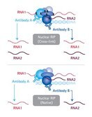 EZ-Magna NuCLEAR&#8482; RIP (Cross-Linked) Nuclear RNA-Binding Protein Immunoprecipitation Kit EZ-Magna Nuclear RIP (Cross-Linked) RNA-Binding Protein Immunoprecipitation Kit is designed for the analysis of chromatin associated RNA such lncRNAs, enhancer RNAs and miRNAs.