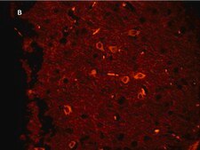 Anti-Green Fluorescent Protein Antibody, clone 4I10, ZooMAb® Rabbit Monoclonal recombinant, expressed in HEK 293 cells