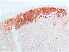 Anti-Rabbit IgG (whole molecule) antibody produced in goat whole antiserum, lyophilized powder