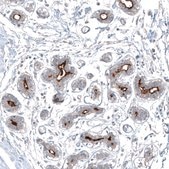 Anti-SLC6A14 antibody produced in rabbit affinity isolated antibody, buffered aqueous glycerol solution