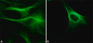 Monoclonal Anti-β-Tubulin antibody produced in mouse clone TUB 2.1, ascites fluid