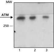 Anti-ATM antibody,Mouse monoclonal clone MAT3-4G10/8, purified from hybridoma cell culture