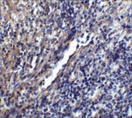 Anti-STIM1 antibody produced in rabbit affinity isolated antibody, buffered aqueous solution
