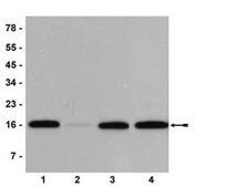 Anti-phospho-Histone H3 (Ser10) Antibody, clone 3H10 clone 3H10, Upstate®, from mouse