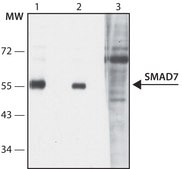 Anti-SMAD7 (N-terminal) antibody produced in rabbit ~1.0 mg/mL, affinity isolated antibody, suitable for western blot: 2 μg/mL