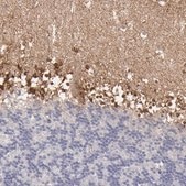 Anti-SEMA3G antibody produced in rabbit Prestige Antibodies® Powered by Atlas Antibodies, affinity isolated antibody, buffered aqueous glycerol solution