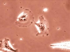QCM Chemotaxis Cell Migration Assay, 96-well (3 µm), fluorimetric The Chemicon QCM 3 uM 96-well Migration Assay provides a quick &amp; efficient system for quantitative determination of various factors on cell migration, including screening of pharmacological agents or evaluation of integrins.