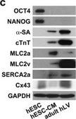 Anti-α-Actinin (Sarcomeric) antibody, Mouse monoclonal clone EA-53, purified from hybridoma cell culture