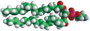 22:6 PE 1,2-didocosahexaenoyl-sn-glycero-3-phosphoethanolamine, chloroform