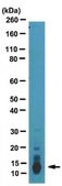 Anti-Ghrelin Antibody, clone 1ML-1D7 ascites fluid, clone 1ML-1D7, from mouse