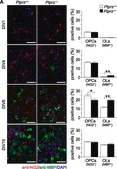 Anti-NG2 Chondroitin Sulfate Proteoglycan Antibody Chemicon®, from rabbit