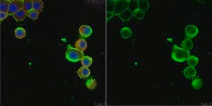 Anti-Nerve Growth Factor Receptor Antibody, p75 serum, Chemicon®