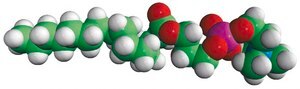 15:0 Lyso PC 1-pentadecanoyl-2-hydroxy-sn-glycero-3-phosphocholine, powder