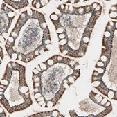 Anti-RHOT1 antibody produced in rabbit Prestige Antibodies® Powered by Atlas Antibodies, affinity isolated antibody, buffered aqueous glycerol solution