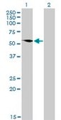 Monoclonal Anti-G3BP antibody produced in mouse clone 2F3, purified immunoglobulin, buffered aqueous solution