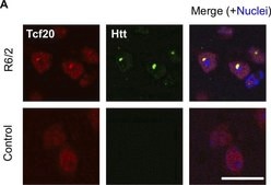 Anti-Huntingtin Protein Antibody, clone mEM48 culture supernatant, clone mEM48, Chemicon®