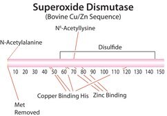 Superoxide Dismutase bovine recombinant, expressed in E. coli, lyophilized powder, ≥2500 units/mg protein, ≥90% (SDS-PAGE)