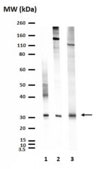 Anti-Aquaporin 4 Antibody Chemicon®, from rabbit