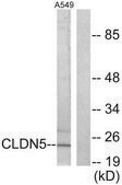 Anti-Claudin 5, C-Terminal antibody produced in rabbit affinity isolated antibody