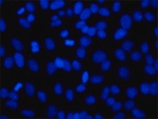 bisBenzimide H 33258 powder, BioReagent, suitable for cell culture, ≥98% (HPLC and TLC)