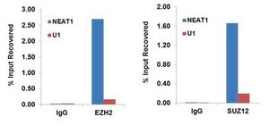 EZ-Magna NuCLEAR&#8482; RIP (Cross-Linked) Nuclear RNA-Binding Protein Immunoprecipitation Kit EZ-Magna Nuclear RIP (Cross-Linked) RNA-Binding Protein Immunoprecipitation Kit is designed for the analysis of chromatin associated RNA such lncRNAs, enhancer RNAs and miRNAs.