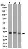 Anti-Synaptophysin Antibody, clone SY38 clone SY38, from mouse